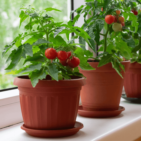 Uzgoj rajčica - savjeti