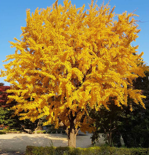 Ginko sjeme i uzgoj u kućnoj posudi