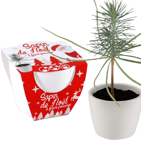 SET - Božićno jelce, uzgoj bora