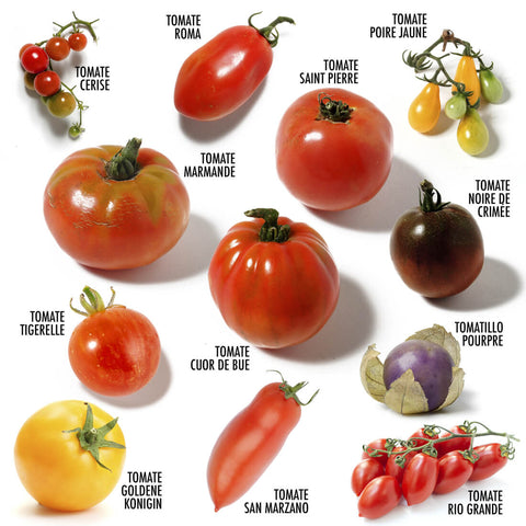 SET - Sjemenke rajčice 12x sort
