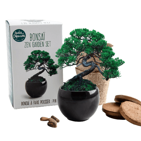 SET - Bonsai, uzgoj bora Pinus Pinija + keramička posuda