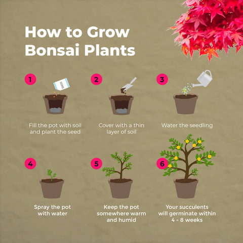 SET - Bonsai sjemenke + Gnojivo za bonsaije s probioticama