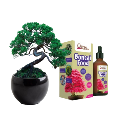 SET - Bonsai Pinus & Gnojivo za bonsaije s probioticama
