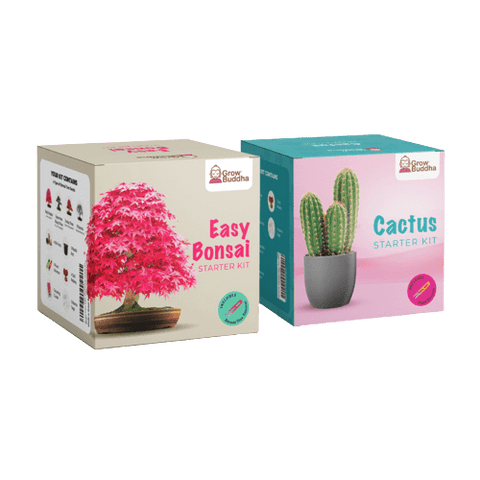 SET - Bonsai sjemenke + Kaktus sjemenke
