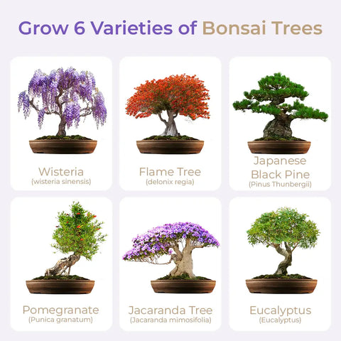 SET - Bonsai Master & Gnojivo za bonsaije s probioticama