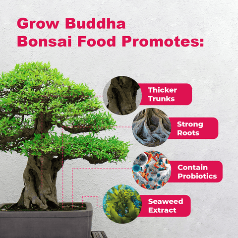 SET - Bonsai Easy & Gnojivo za bonsaije s probioticama